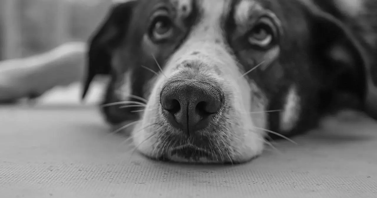 深入探讨brat属性：BDSM圈子中的顽皮服从者心理解析 一